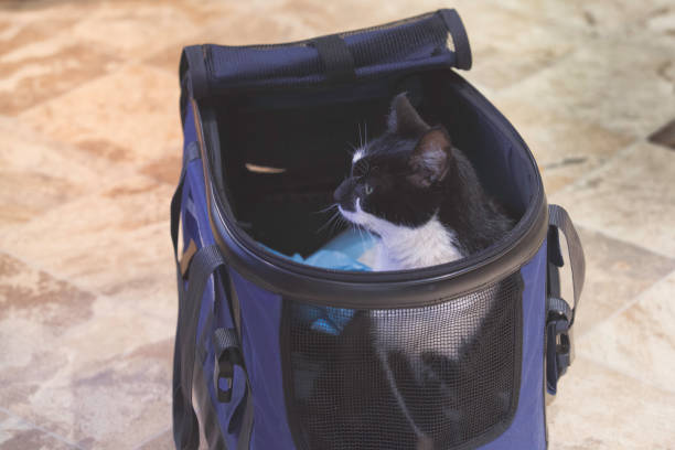 How To Pick The Best Carrier For Your Beloved Senior Feline 